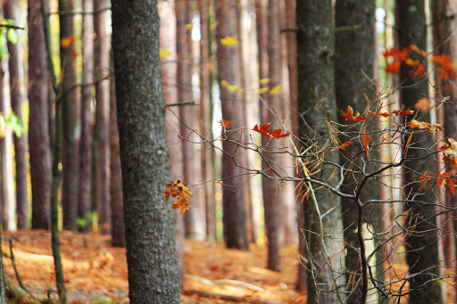 sentry trees
